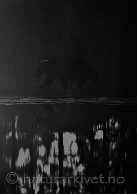 BB 10 0087 / Ursus arctos / Brunbjørn